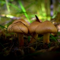 Семейка грибов :: Ruslan Kravchenko