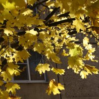 Жёлтые листья :: Светлана 