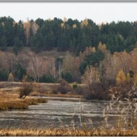 в нашем болотистом низменном крае.... :: Александр 