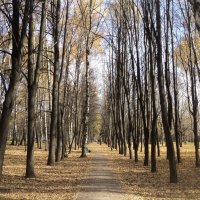 Осень в парке городском. :: Ольга Кривых