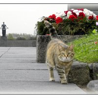 Хозяин территории. :: Михаил Палей