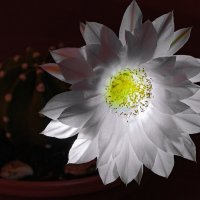 Ночное цветение кактуса) :: Николай Зиновьев