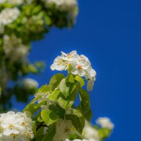 Цветущий май... :: Владимир Жданов