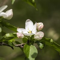 Цветущий май :: Анна Иларионова