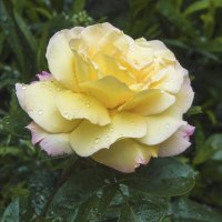 Первая роза в  нашем  палисаде  в этом  году :: Валентин Семчишин