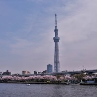 "Tokyo Sky Tree" TV башня Токио Япония :: Alm Lana