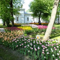 Фестиваль тюльпанов :: Николай 