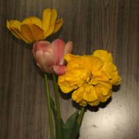 Какая прелесть! - цвет тюльпана. :: Надежда Федорова