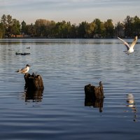 чайки у озера :: Yurij Katkov