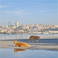 Отражение рыжего кота, Стамбул, ноябрь 2021 :: Анастасия Северюхина