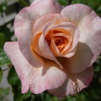 майская роза :: Galina Dzubina