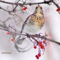 Дрозд рябинник. :: Восковых Анна Васильевна 