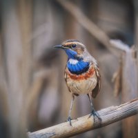 Белозвездный :: Александр К.