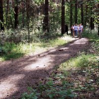 Лес — лучшее место для прогулок и отдыха с семьёй :: Сергей Царёв