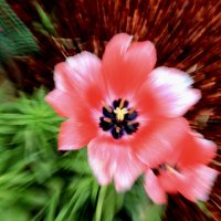Брызги тюльпана :: Любовь 