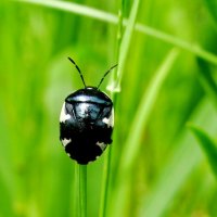 Тритомегас двухцветный (Tritomegas bicolor), землекоп двухцветный . :: Ivan Vodonos