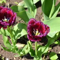 майские тюльпаны :: tatiana 
