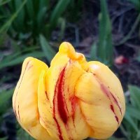 Последние тюльпаны в последний день весны... :: Наталья Герасимова