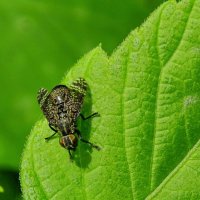 Platystoma seminationis  (лат.) — мелкая муха из семейства платистоматид (Platystomatidae). :: Ivan Vodonos