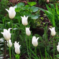 Белые тюльпаны :: Андрей Снегерёв