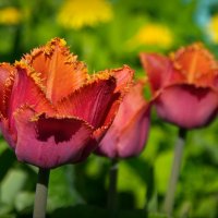 Яркие тюльпаны :: lady v.ekaterina