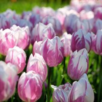 Тюльпан Tulipa "Flaming Prince" :: wea *