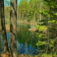 Кировская обл. :: Татаурова Лариса 