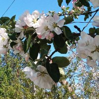 Ветка яблони :: Фотогруппа Весна