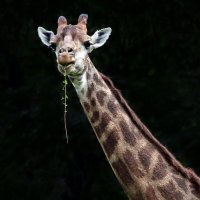 жираф с моей выставки "И в зоопарке можно жить" :: Михаил Бибичков