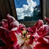 Тюльпан и в окошке небо :: Елена Тарасова