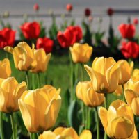 Нежно-хрупкие тюльпаны :: Владимир Кириченко