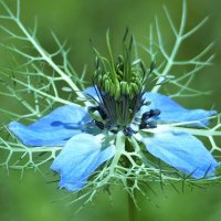 Nigella damascena  Чернушка дамасская Нигелла :: wea *