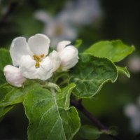 Цветы яблони. :: Олег Бабурин