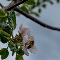 Пчелка :: Svetlana Uryupina