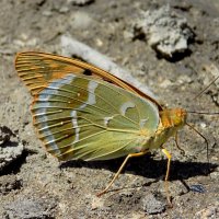 Перламутровка Пандора- одна из самых крупных дневных бабочек Европы :: Константин Штарк