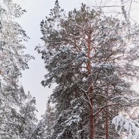 Зима :: Василий Дворецкий