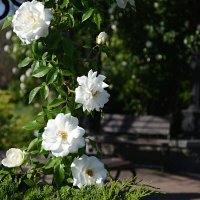 Утренний этюд с белыми розами. :: Геннадий Прохода