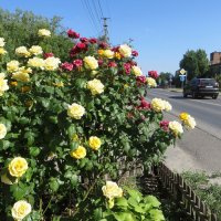 Благоухают июньские розы :: Татьяна Смоляниченко