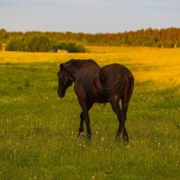 Летний выгул. :: Виктор Евстратов