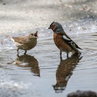 ЭТО МОЯ ВОДА! :: Володька Завитушкин