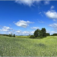 Пшеничное поле :: Валерия Комова