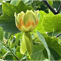 Бутон тюльпанового дерева. :: Валерия Комова