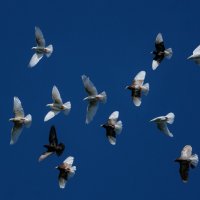 Летите, голуби... :: Светлана Карнаух