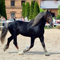 Международная конная выставка "Иппосфера" 2022 :: Николай 