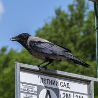 Остановка "Летний сад". :: Александр 