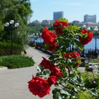 Розы на парковой набережной Донецка. :: Геннадий Прохода
