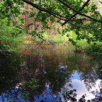 Водоём в лесу :: Андрей Снегерёв