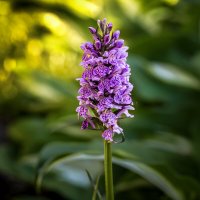 Ятрышник - Северная орхидея :: Герман Воробьев