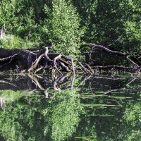 Упавшее дерево в озеро :: Олег Д