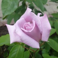 Красивая роза :: Наиля 